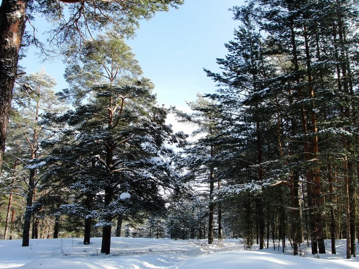 Snowy pine forest path on a sunny winter day