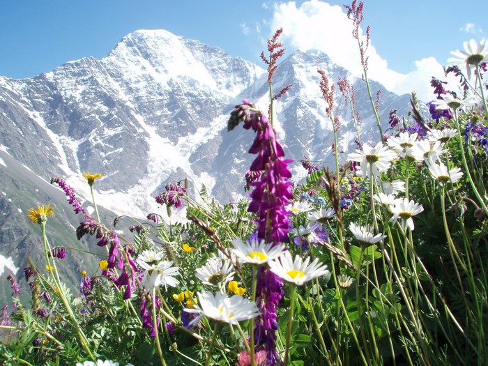 Wildflowers in front of snow-capped mountains