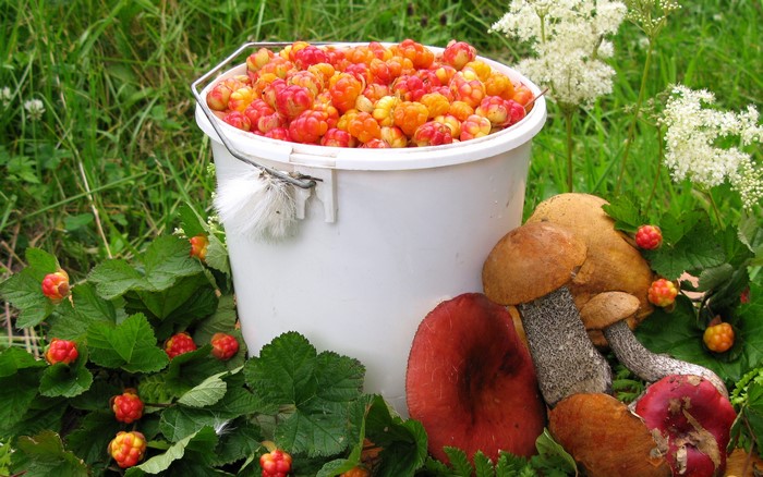 Bucket of Cloudberries and Mushrooms in Grass