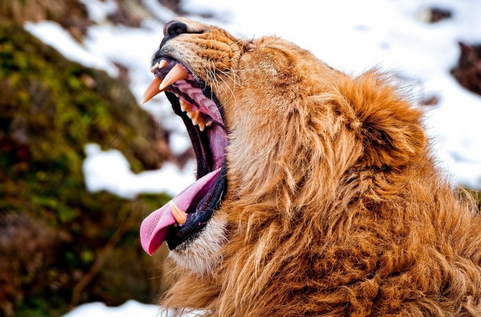 Lion yawning with mouth wide open