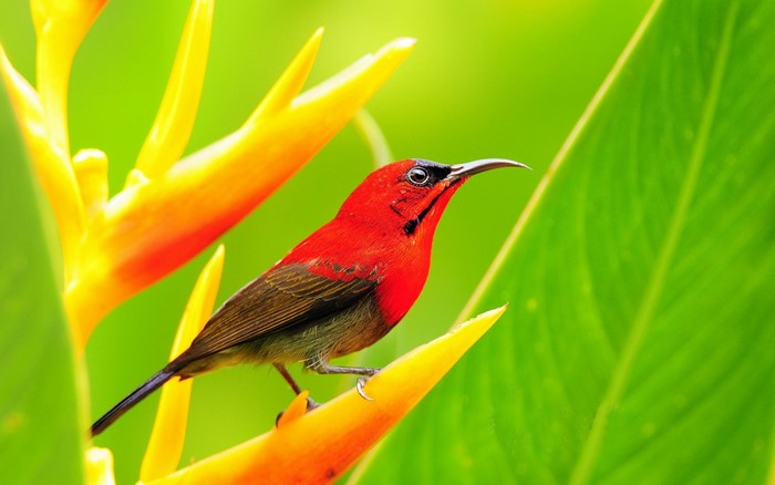 Crimson Sunbird on a Heliconia flower