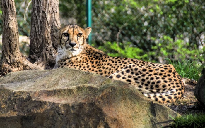 Cheetah resting on a rock near trees