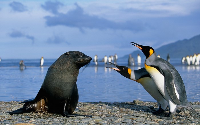 Seal and penguins on a rocky shore
