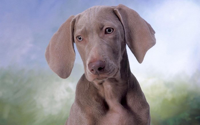 Weimaraner puppy with floppy ears