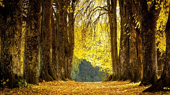 Autumn tree-lined path with fallen leaves