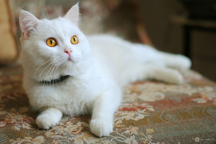 White cat with yellow eyes lying on a patterned sofa