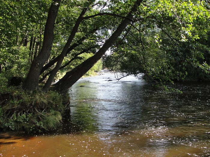 River flowing through a forest with trees