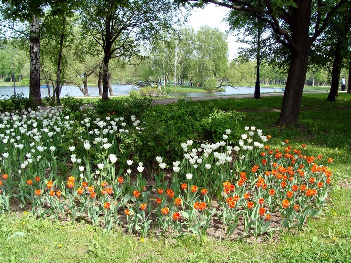 Park with tulips and a lake