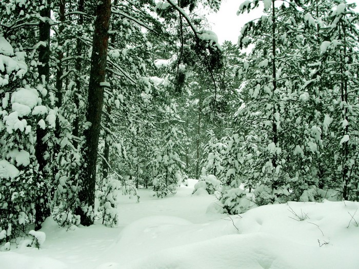 Snowy forest path in winter
