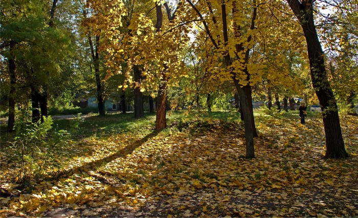Autumn park with fallen leaves and trees