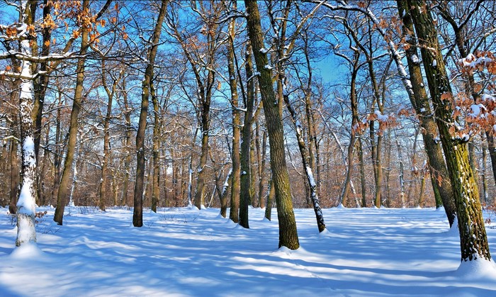 Snowy forest with bare trees and blue sky