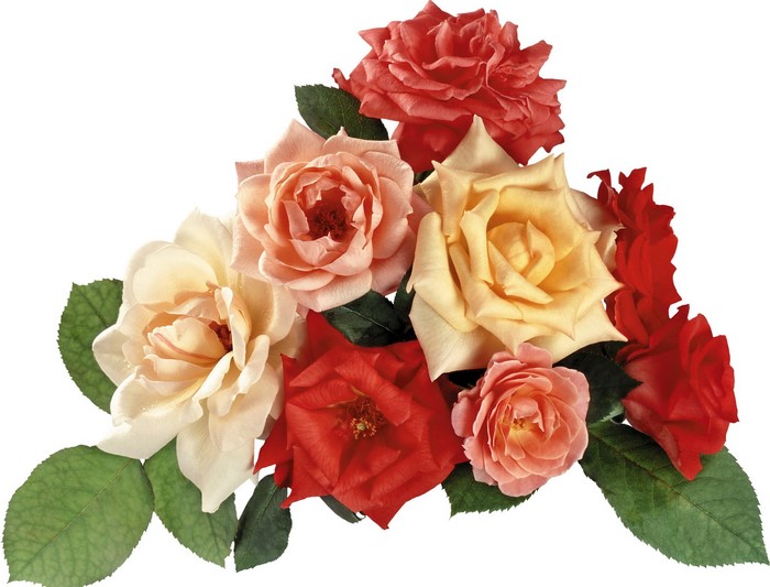 A bouquet of colorful roses