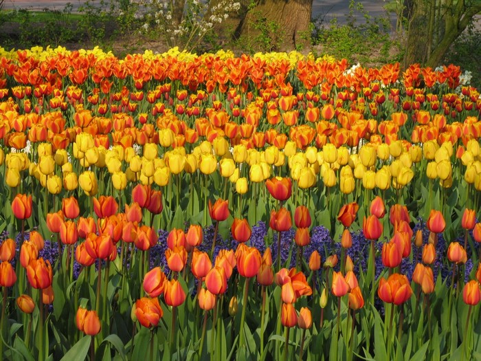 Field of Orange and Yellow Tulips