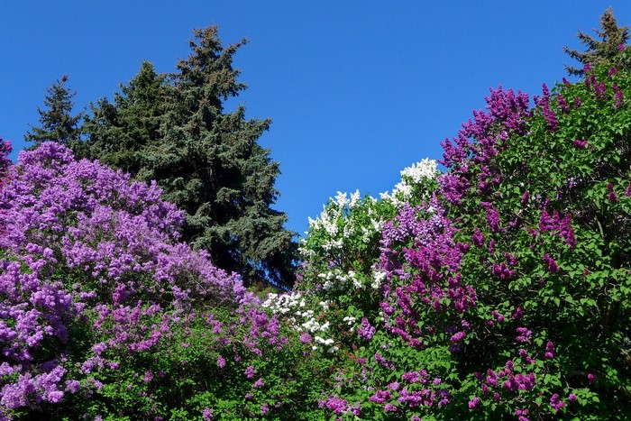 Purple and white lilacs with evergreen trees