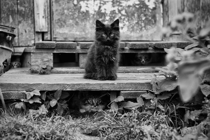 Two kittens hiding under wooden planks