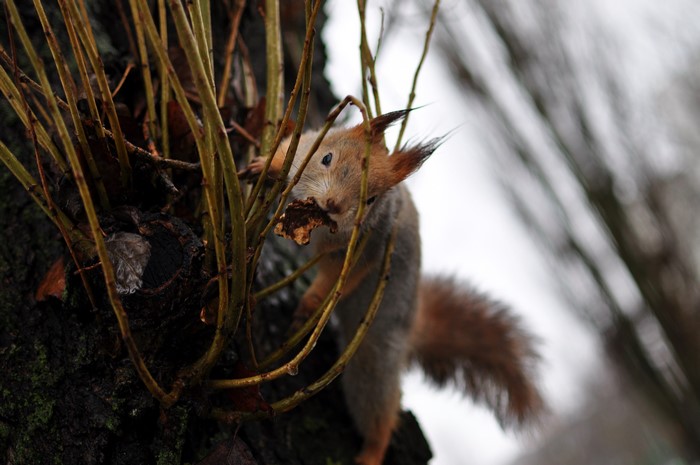 Squirrel eating a nut on a tree