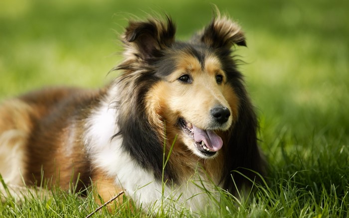 Sable Collie dog lying in green grass