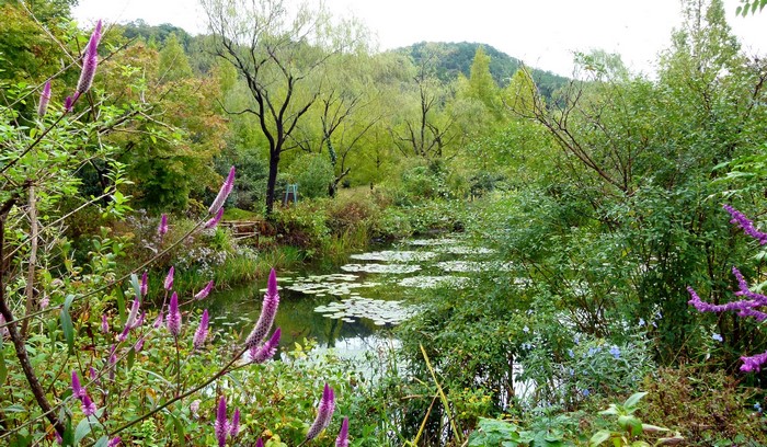 Park with pond and purple flowers