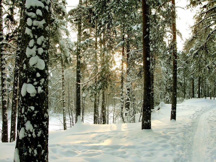 Snowy forest path with sunbeams