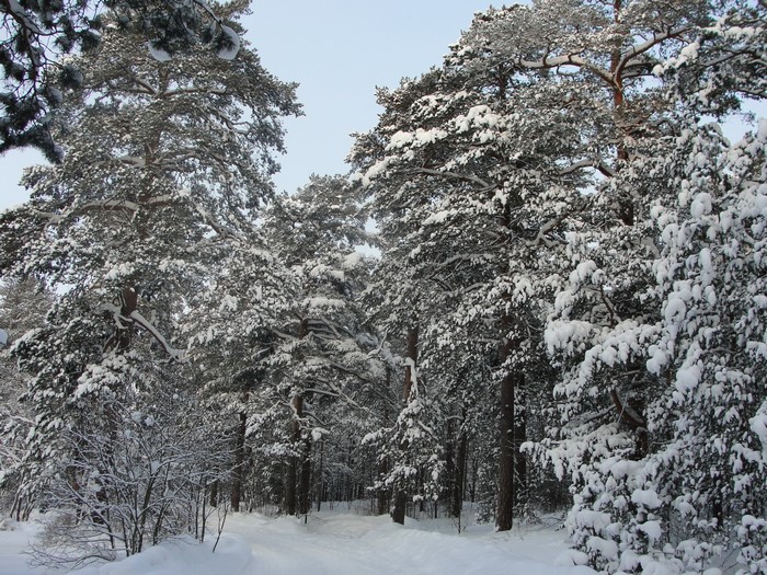 Snow-covered pine forest path in winter