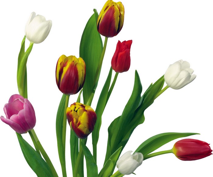 A bouquet of colorful tulips