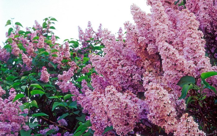 Pink Lilac Flowers in Bloom