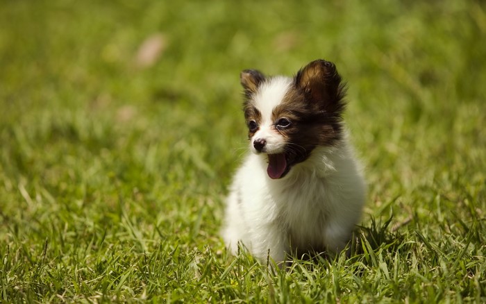 Papillon puppy yawning in green grass