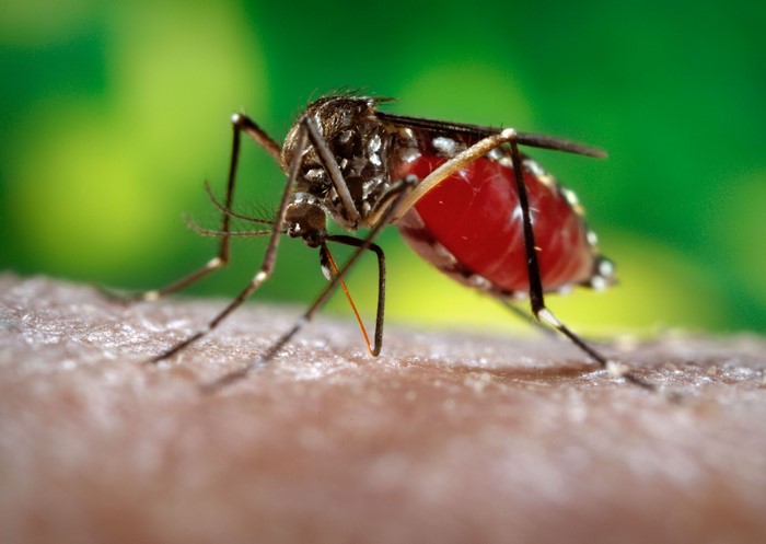Mosquito feeding on human skin