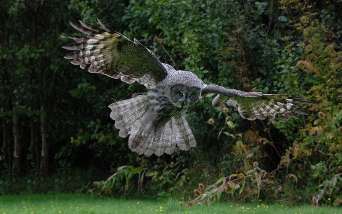 Great Grey Owl in flight over a grassy field