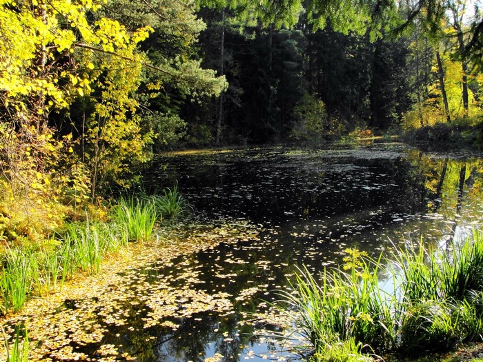 Autumn pond in a park with fallen leaves