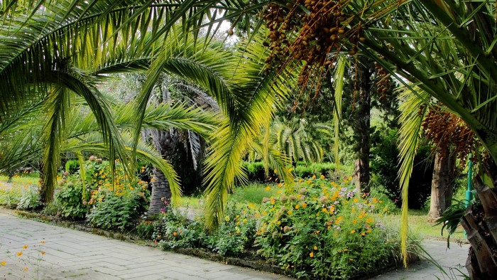 Palm trees and flowers in a park