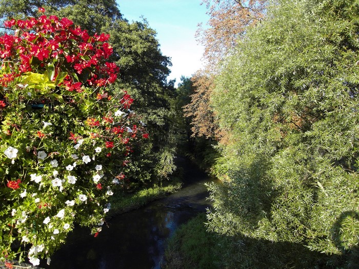Hanging flowers and a river in a forest