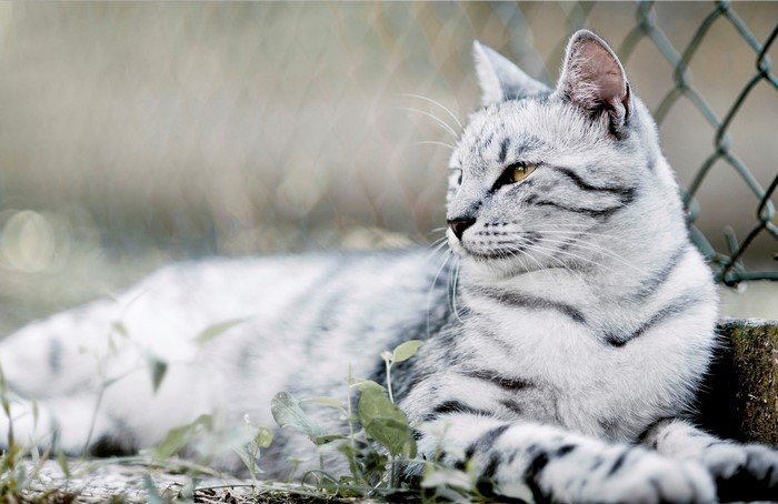 A silver tabby cat lies on the ground