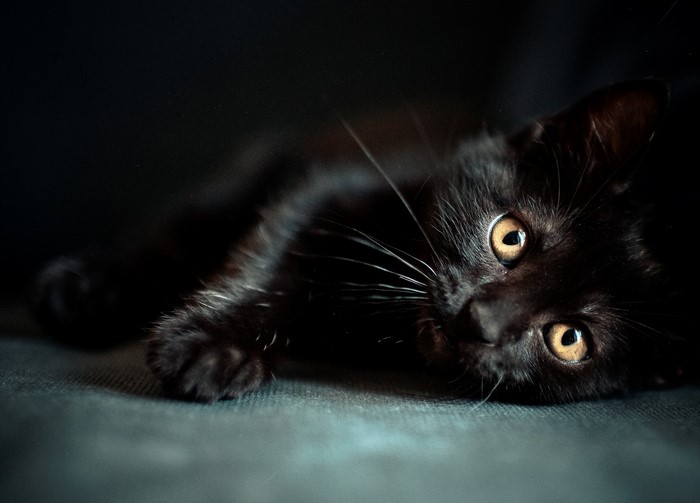 Black kitten with yellow eyes lying down