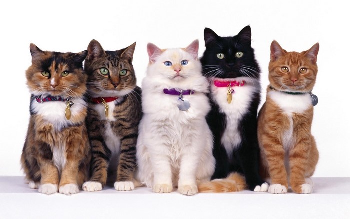 Five cats sitting in a row