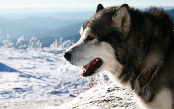 Alaskan Malamute dog in a snowy mountain landscape