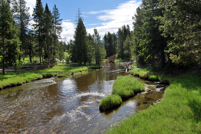 River flowing through a forest in Yellowstone National Park, Wyoming, USA