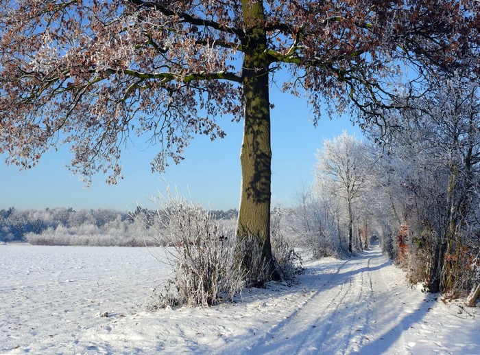 Winter scene with snow-covered road and trees
