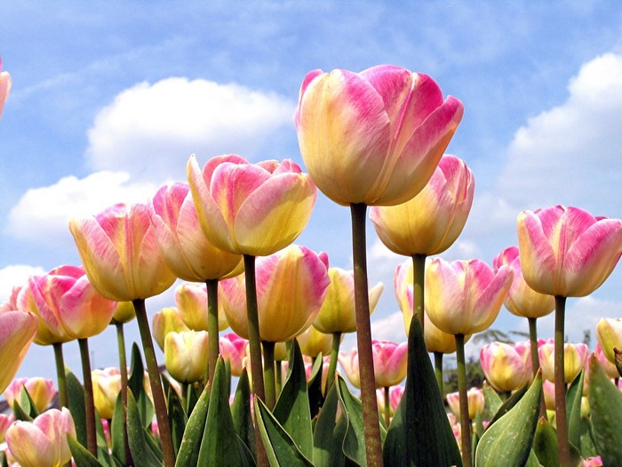 Pink and yellow tulips against a blue sky