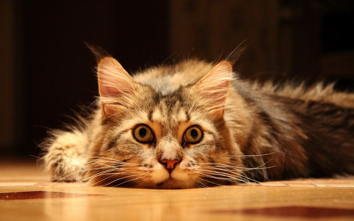 A fluffy tabby cat lies on a wooden floor