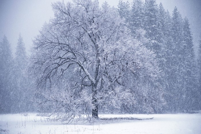Winter Snowfall on a Lone Tree