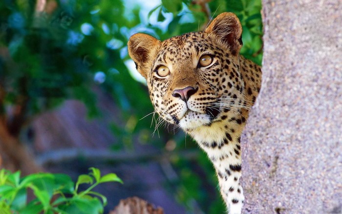 Leopard peeking from behind a tree
