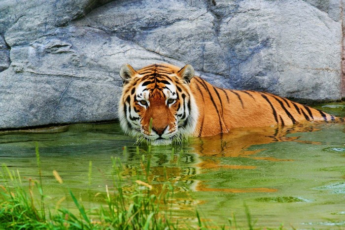 Tiger in water near rocks