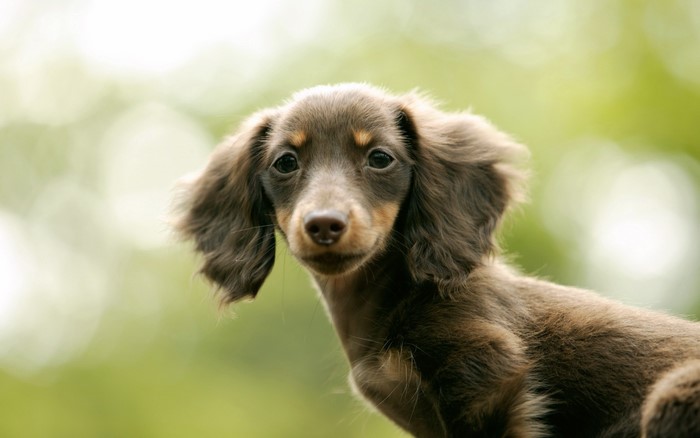 Long-haired brown Dachshund puppy outdoors