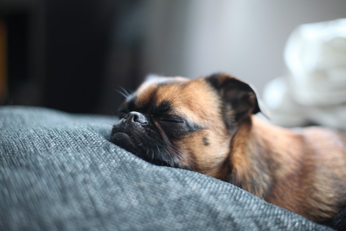A small brown dog sleeping on a couch