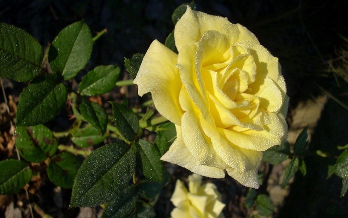Yellow rose with dew drops and green leaves