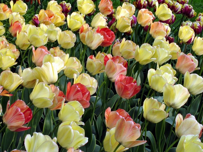 A field of colorful tulips