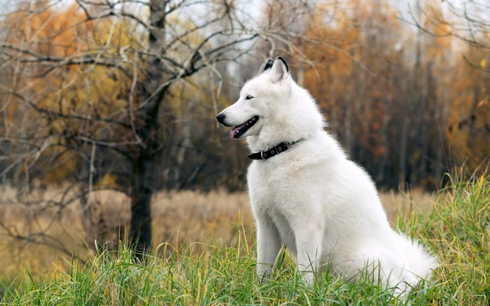 White Husky dog sitting in grass with trees
