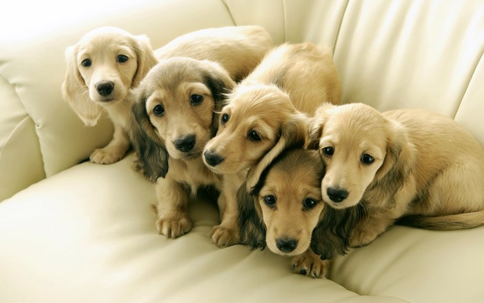 Group of Dachshund puppies on a cream couch