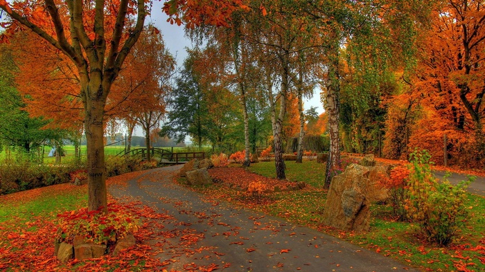 Autumn park with colorful trees and fallen leaves